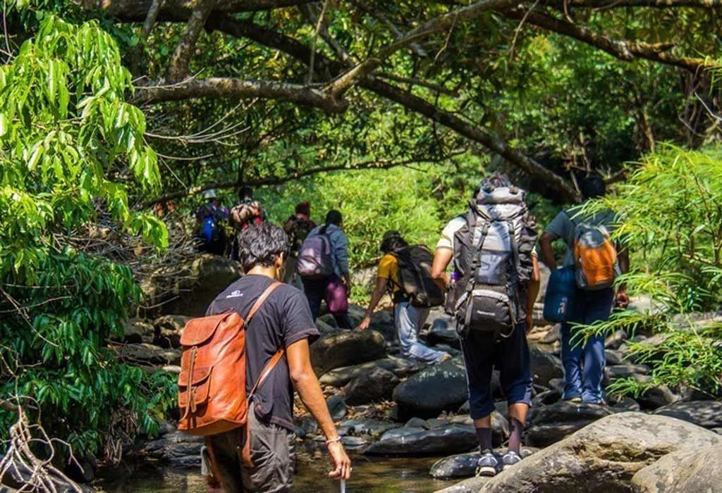 Forest Trek View
